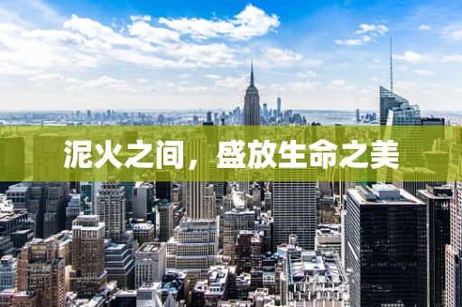 泥火之间，盛放生命之美
